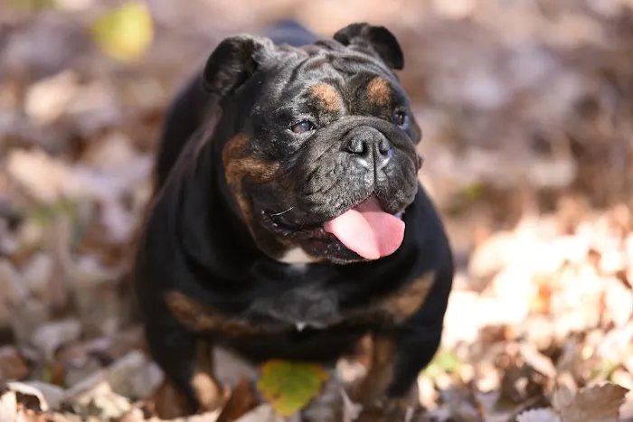 Athletic K9 Raw Dog Food Picture 5