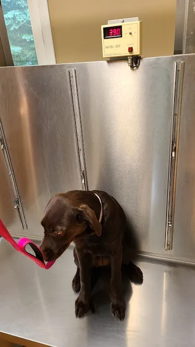 Upper Saucon Animal Hospital Picture 5