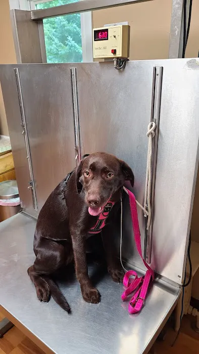 Upper Saucon Animal Hospital Picture 4