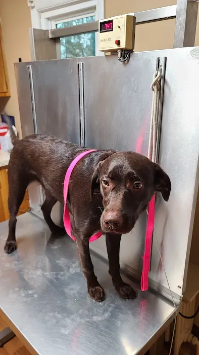 Upper Saucon Animal Hospital Picture 8