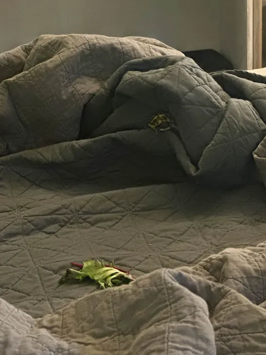 Tortoise Town Turtle Store Picture 3