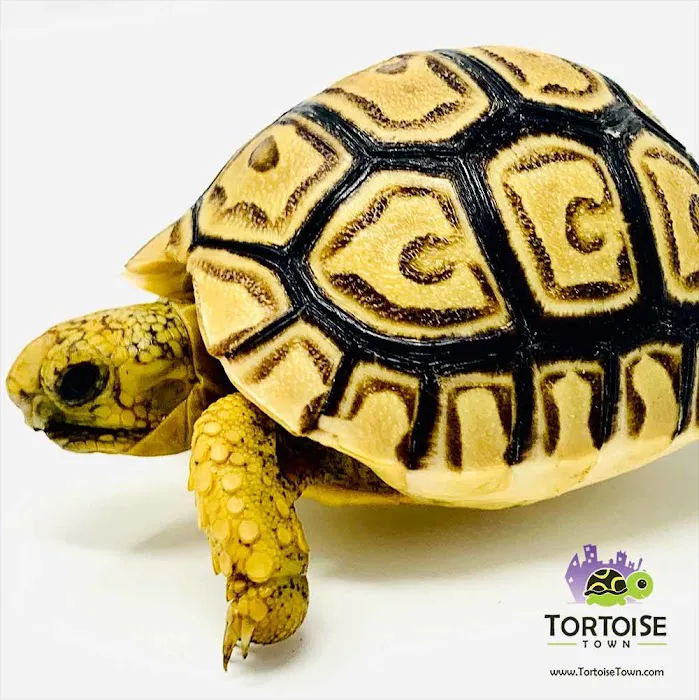 Tortoise Town Turtle Store Picture 2