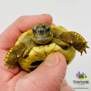Tortoise Town Turtle Store Picture 1