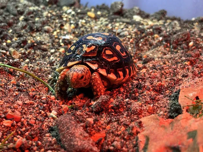 Tortoise Town Turtle Store Picture 4
