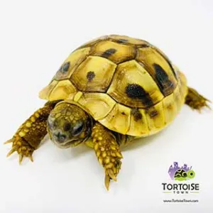 Tortoise Town Turtle Store Picture 5