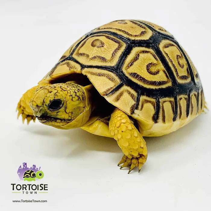 Tortoise Town Turtle Store Picture 8