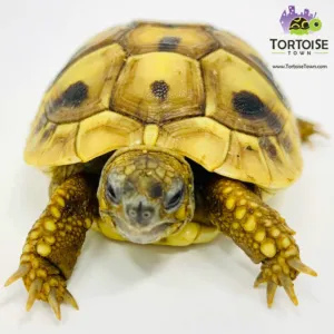 Tortoise Town Turtle Store Picture 7