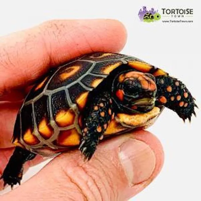 Tortoise Town Turtle Store Picture 9