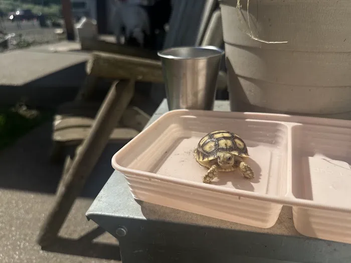 Tortoise Town Turtle Store Picture 10