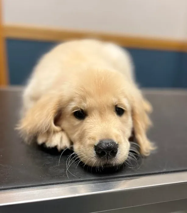 Emmaus Animal Hospital Picture 3