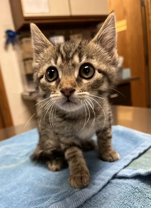 Emmaus Animal Hospital Picture 2