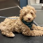 Emmaus Animal Hospital
