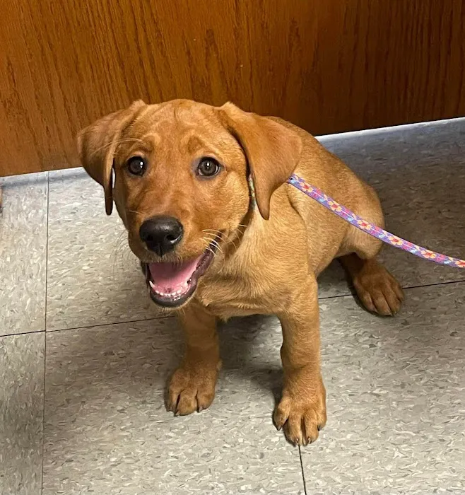 Emmaus Animal Hospital Picture 4