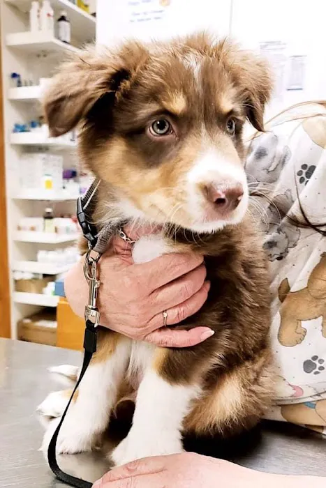 Emmaus Animal Hospital Picture 9