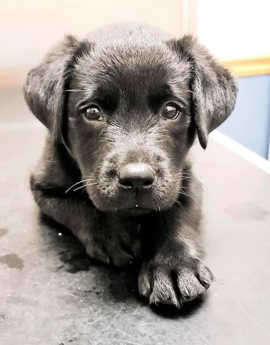Emmaus Animal Hospital Picture 5