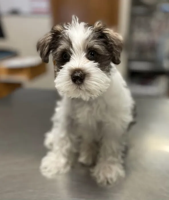 Emmaus Animal Hospital Picture 7