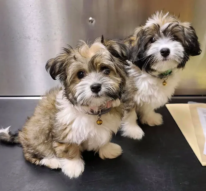 Emmaus Animal Hospital Picture 10