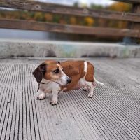Perkiomen Animal Hospital ico