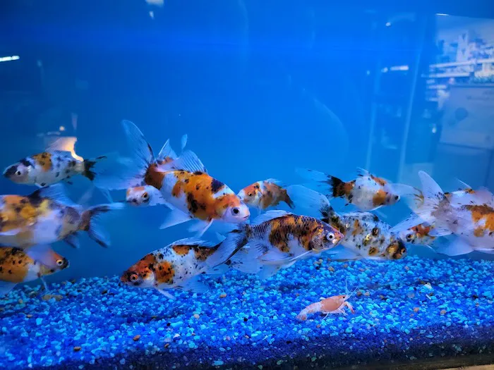 Ocean Aquarium Picture 8