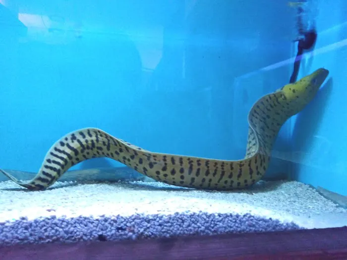 Ocean Aquarium Picture 10