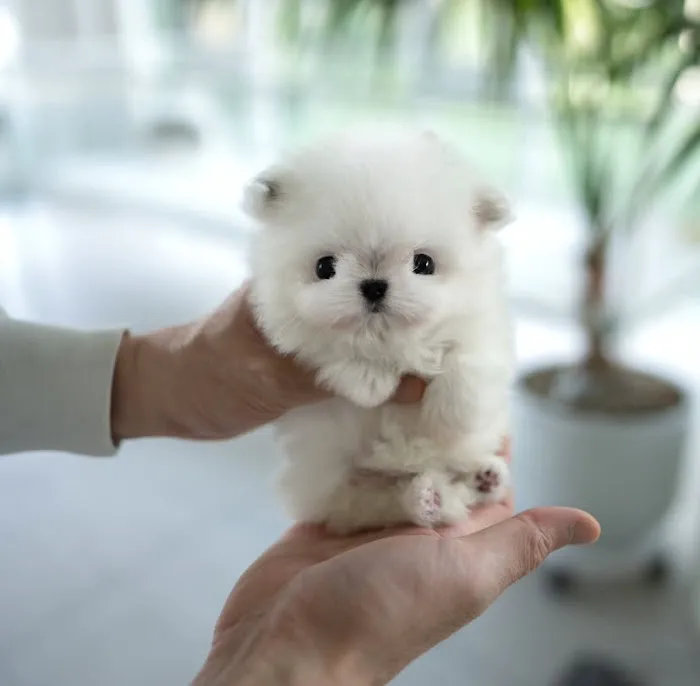 Teacup Maltipoo & yorkie puppies Pitbull puppies Picture 1