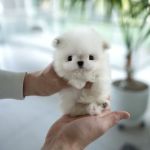 Teacup Maltipoo & yorkie puppies Pitbull puppies