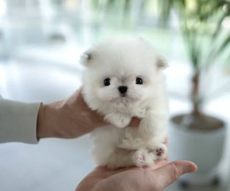 Teacup Maltipoo & yorkie puppies Pitbull puppies