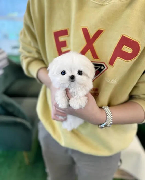 Teacup Maltipoo & yorkie puppies Pitbull puppies Picture 2