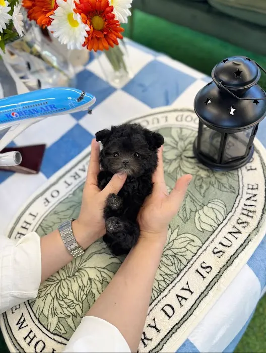 Teacup Maltipoo & yorkie puppies Pitbull puppies Picture 6