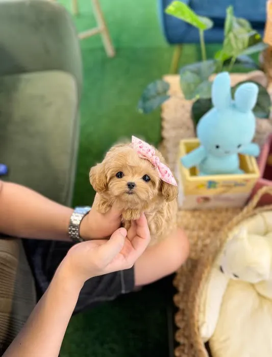 Teacup Maltipoo & yorkie puppies Pitbull puppies Picture 7