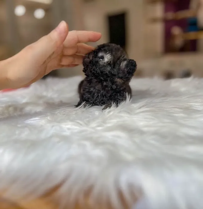 Teacup Maltipoo & yorkie puppies Pitbull puppies Picture 9