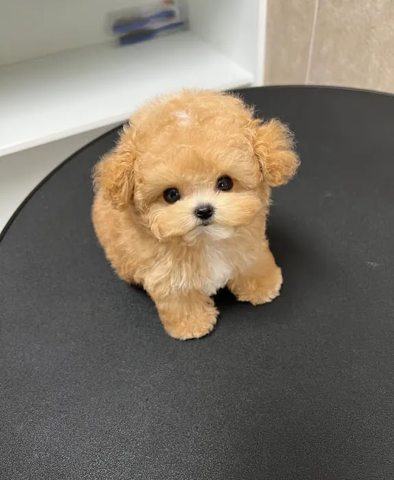 Teacup Maltipoo & yorkie puppies Pitbull puppies Picture 10