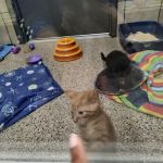 Pets Plus