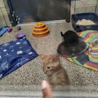 Pets Plus ico