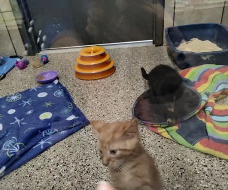 Pets Plus