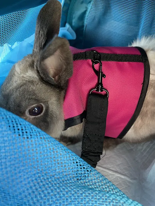 Pets Plus Picture 6