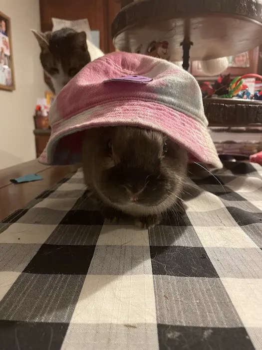 Pets Plus Picture 9