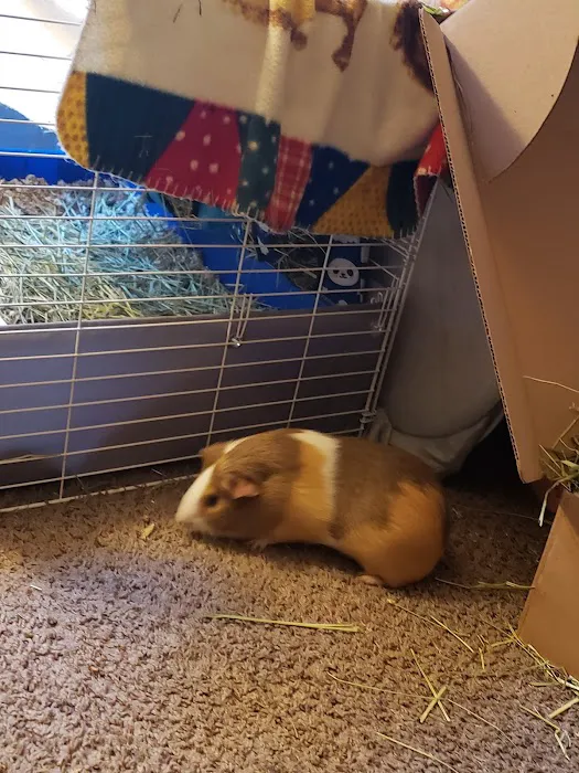 Pets Plus Picture 8