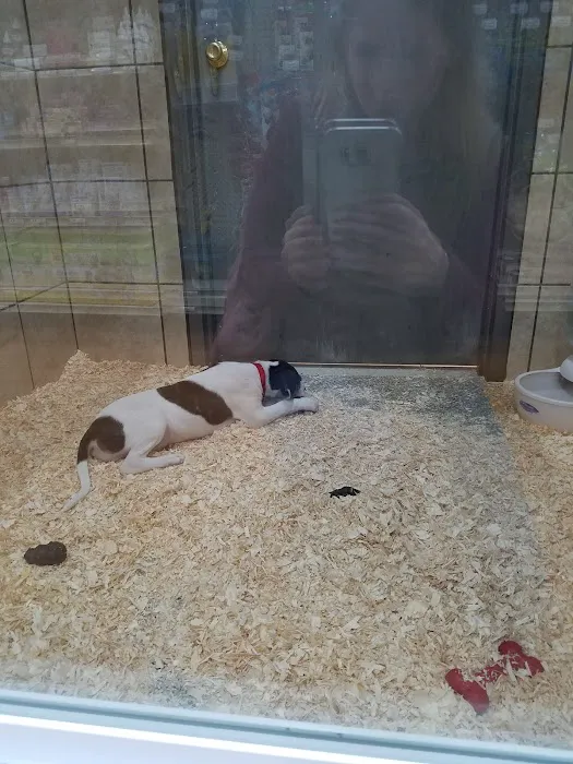 Pets Plus Picture 10