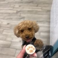 Doggie Beach Boutique ico