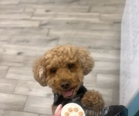 Doggie Beach Boutique
