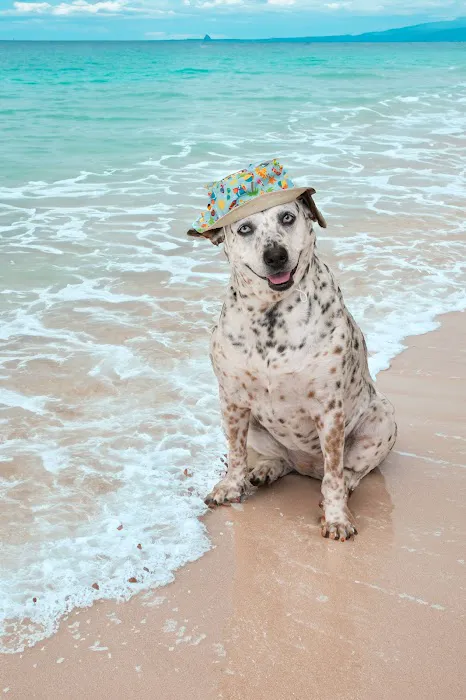 Doggie Beach Boutique Picture 5