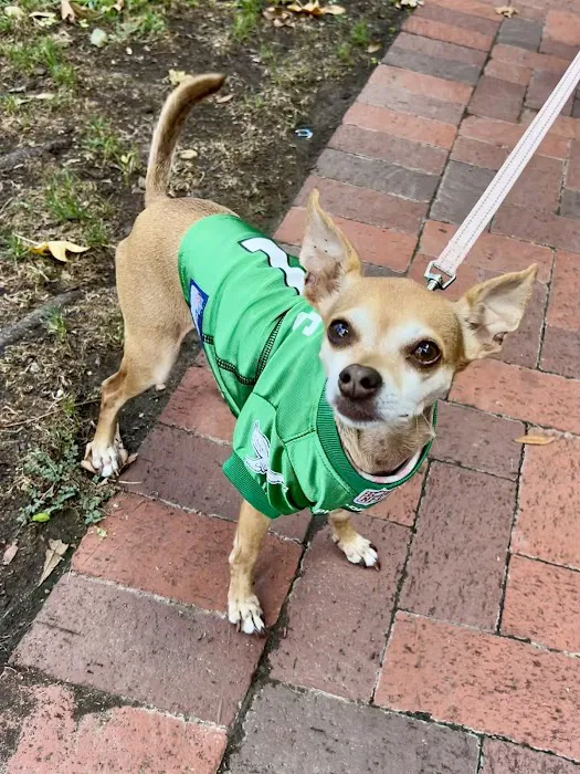 Doggie Beach Boutique Picture 9