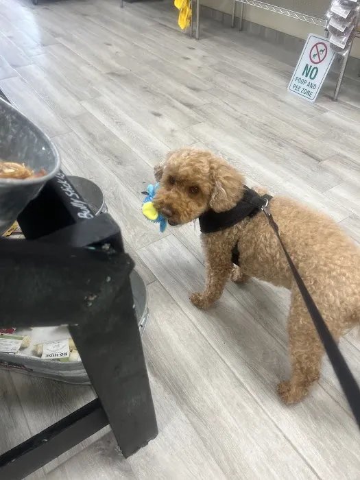 Doggie Beach Boutique Picture 10
