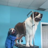 Dog Days Too! ico