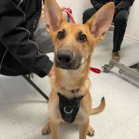 New London Veterinary Center ico