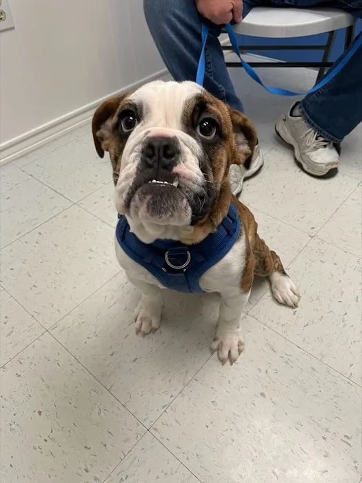 New London Veterinary Center Picture 9