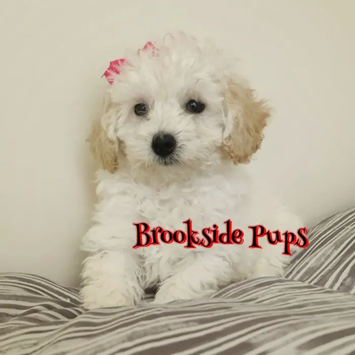Brookside Pups Picture 1