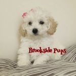 Brookside Pups