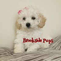 Brookside Pups ico